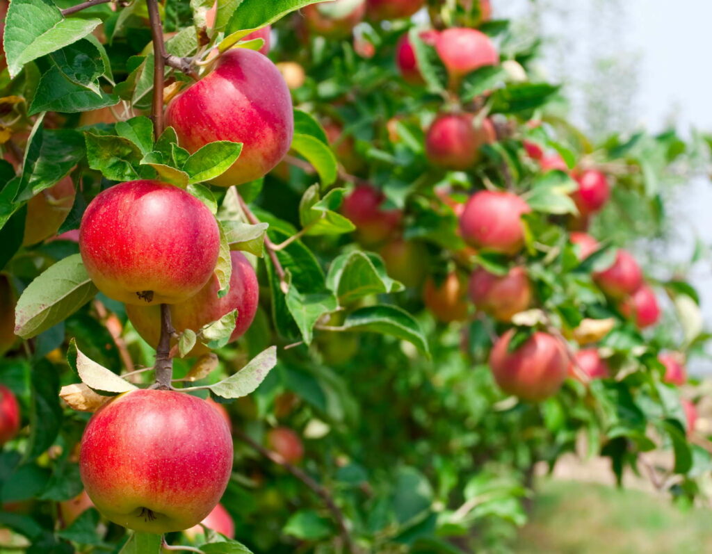 Appelboomtakken met appels