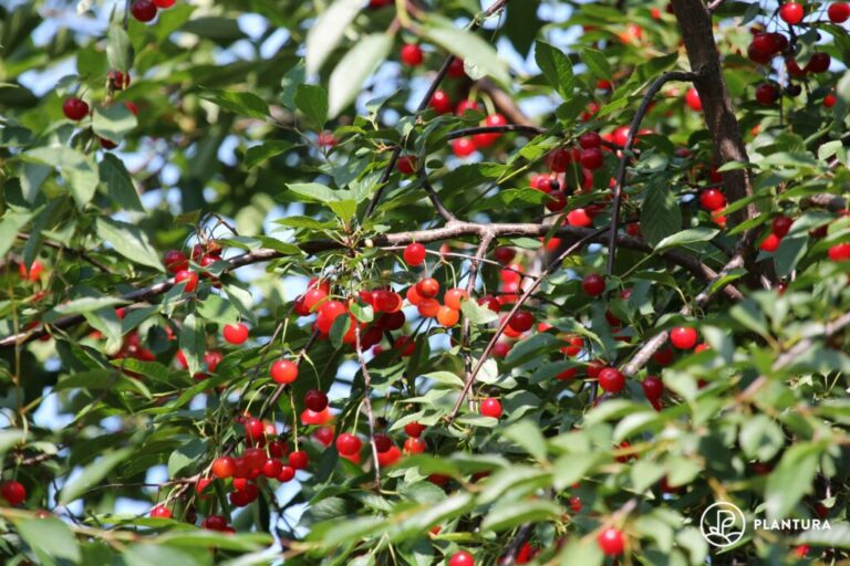 Glaskersen: variëteiten, teelt, verzorging &gebruik