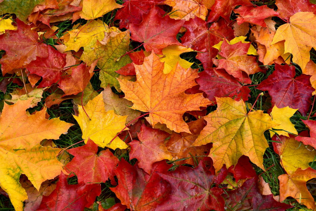 Herfstblad met geel, rood en oranje blad