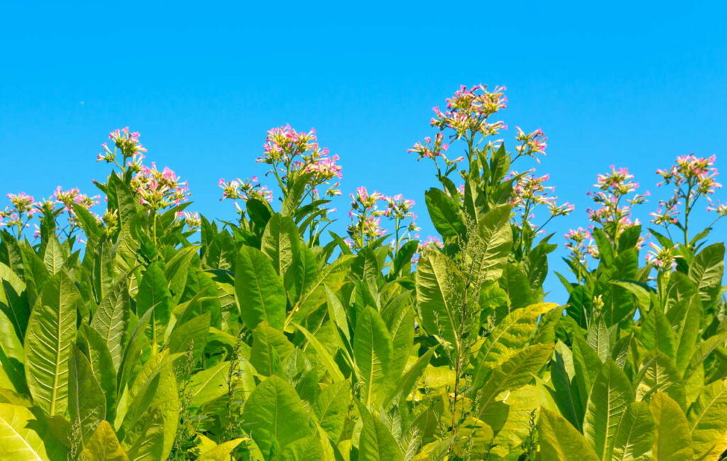 Tabak met blauwe lucht en bloemen