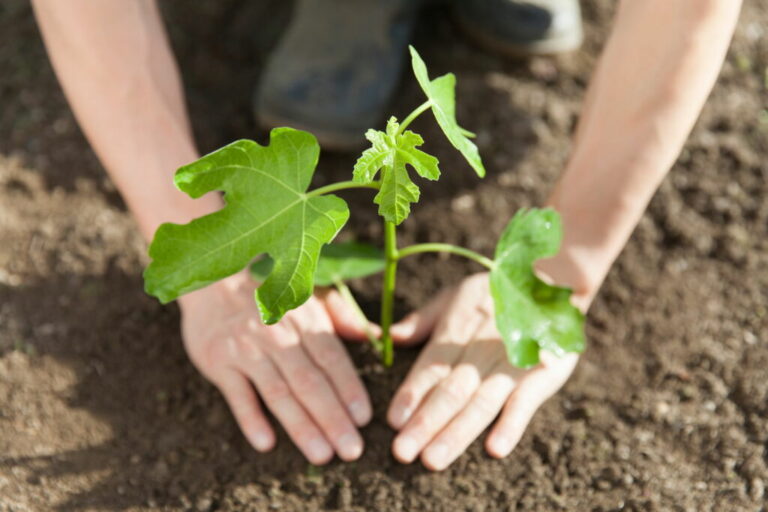 Het planten van een vijgenboom: locatie, grond &Co.