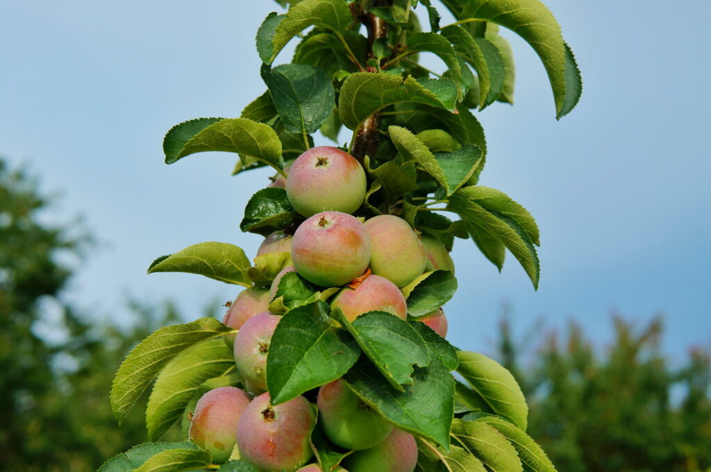 Zuilvormige appel dicht met fruit