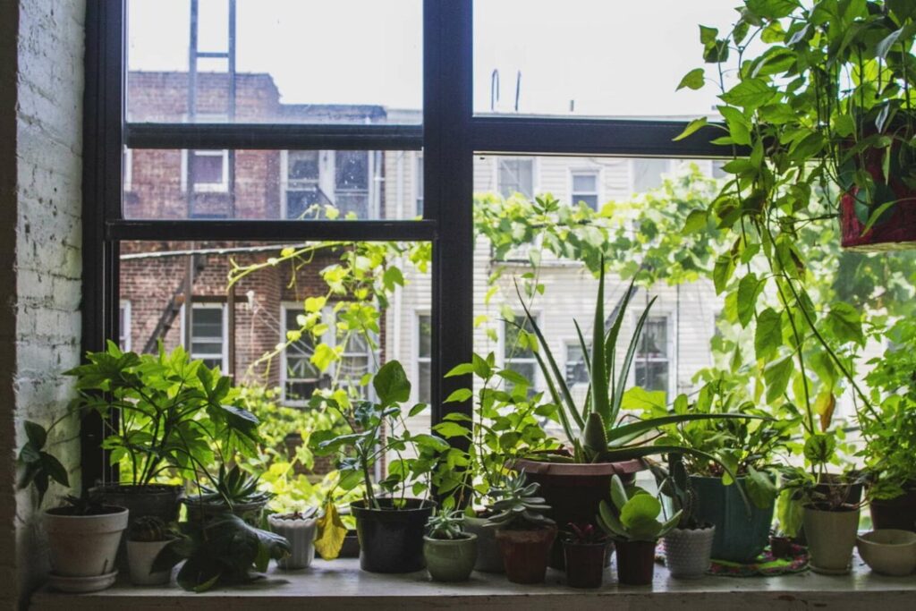 Kamerplanten op vensterbank in appartement