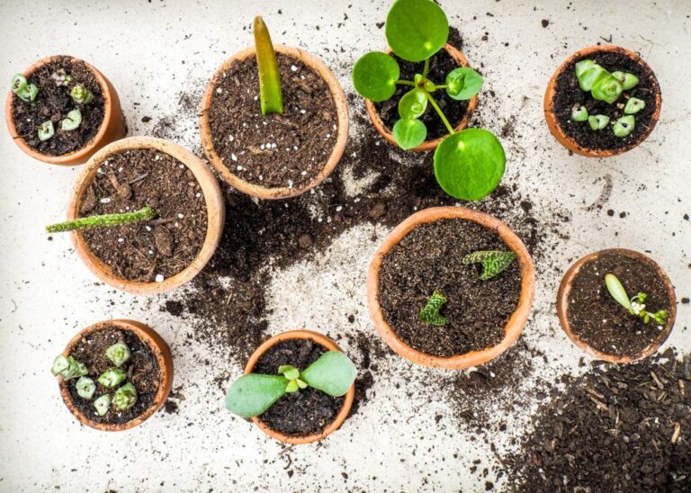 Kamerplanten kweken van stekken: overzicht