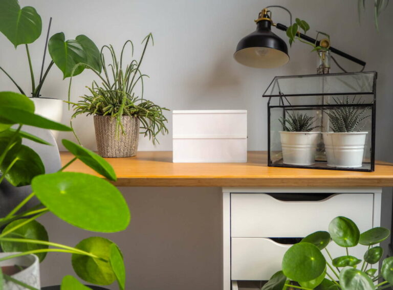 Kantoorplanten: 10 onderhoudsvriendelijke types voor op kantoor