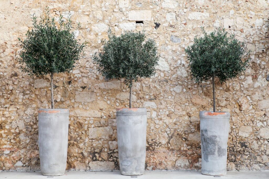 Olijfbomen in terracotta potten voor de muur van het huis