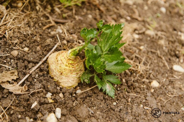 Selderij: Goed oogsten en bewaren