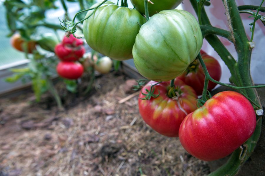 Tomatenras Silezische framboos