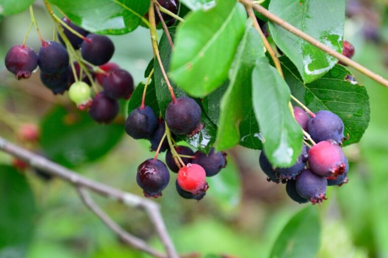 Steenpeervrucht: giftig of eetbaar? – Plantura