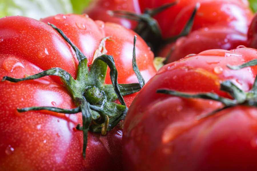 Rijpe Rode Russe Tomaten