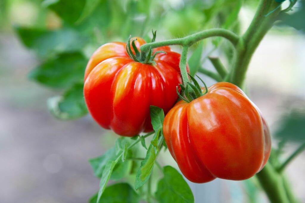 Tomatenvariëteiten gear