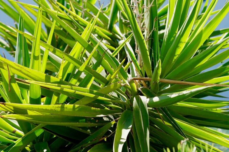 Yucca Palm: Goede verzorging &snoeien