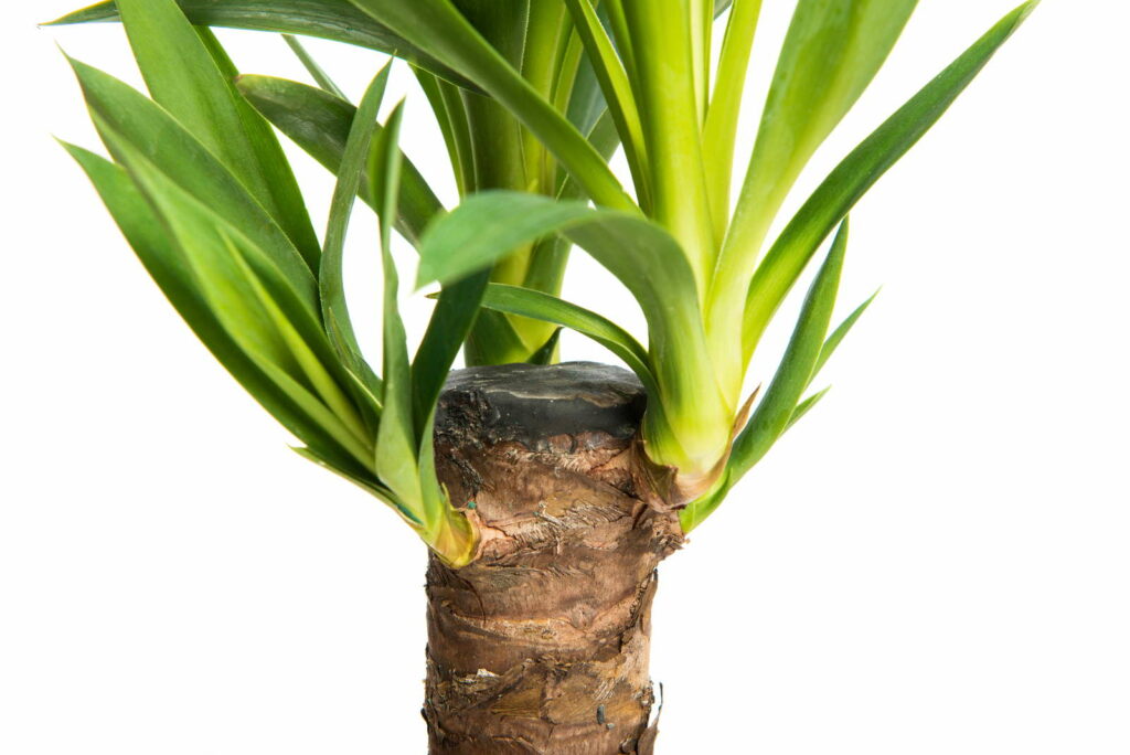 Yucca Palm Kiemen