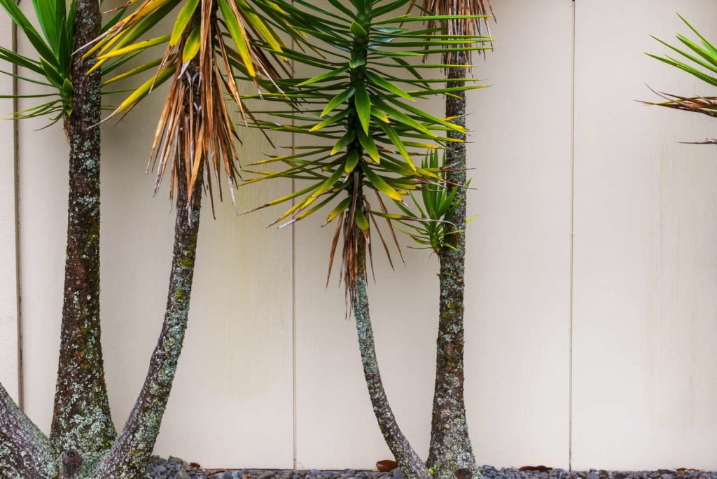 Yucca palm met groene en bruine bladeren