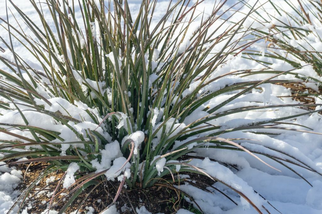 Yucca palm in de sneeuw
