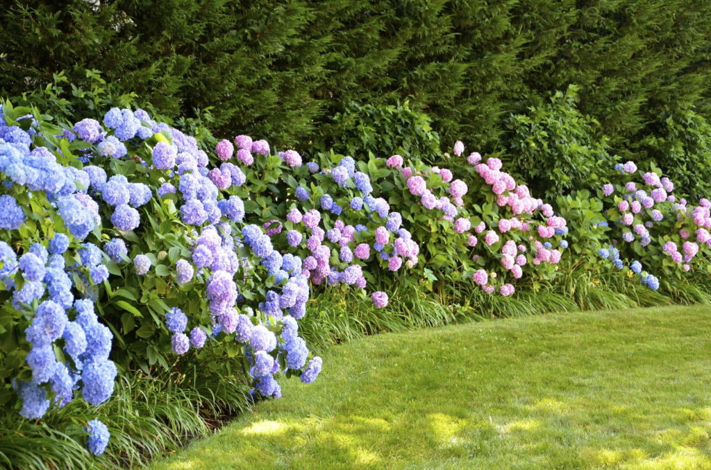 Hortensiahagen in blauw en roze