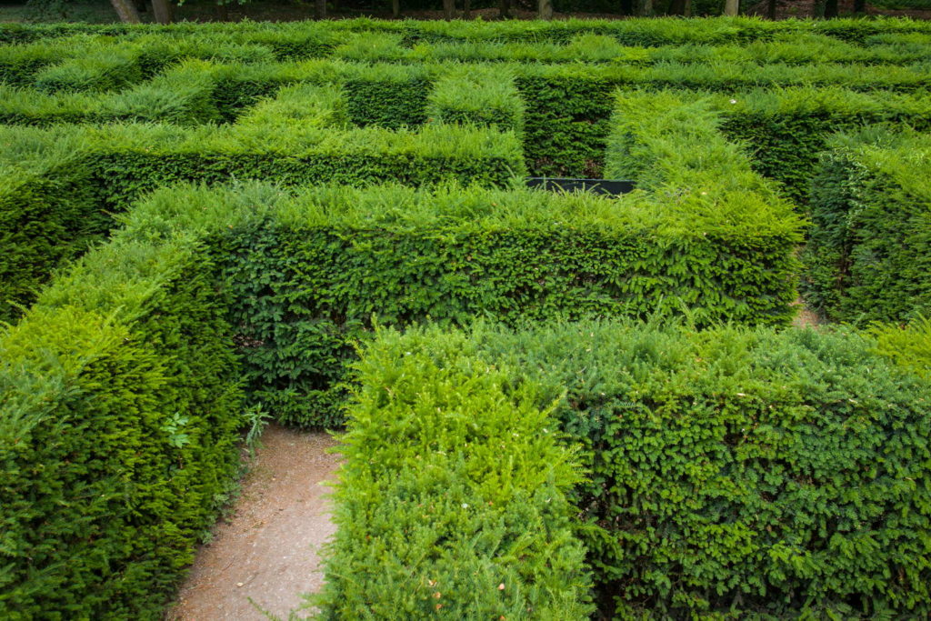 Taxushaag groen gesneden als een labyrint