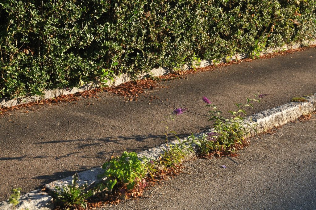 Zomerse lila groeit aan de kant van de weg
