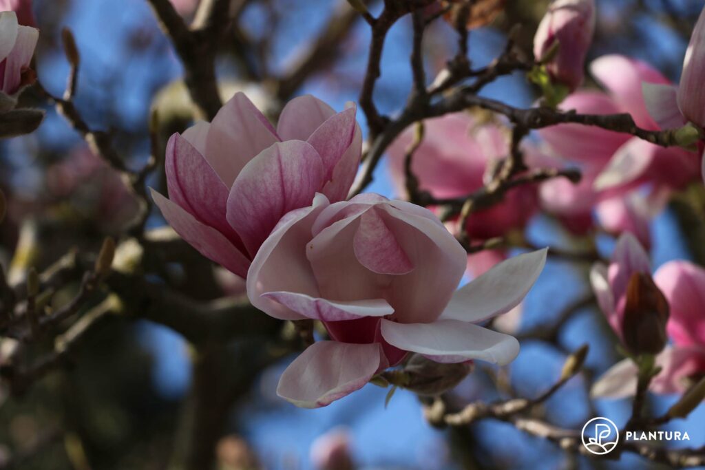 Bloemen van magnolia