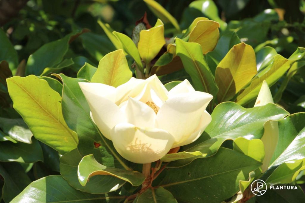 Grootbloemige magnolia