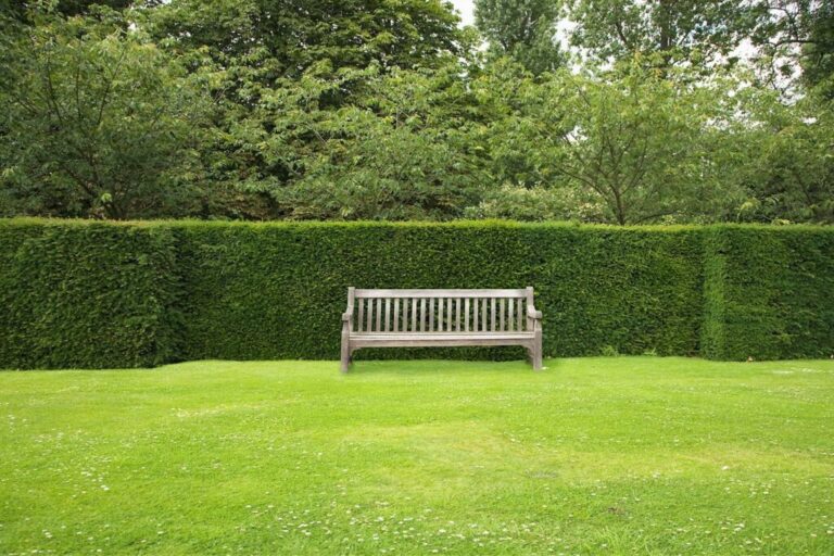 Onderhoudsvriendelijke heggen: onze top 6 als privacyschermen