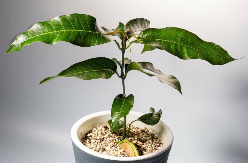 Planten &kweken van mango – Plantura