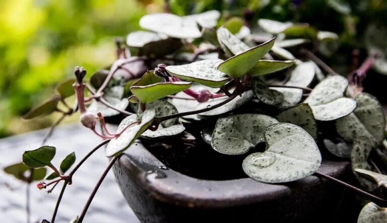 10 hangende kamerplanten