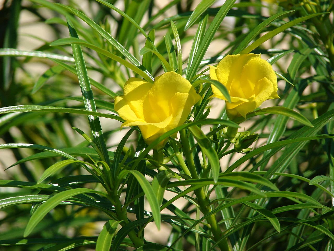 La Thevetia peruviana es un arbusto de flores amarillas