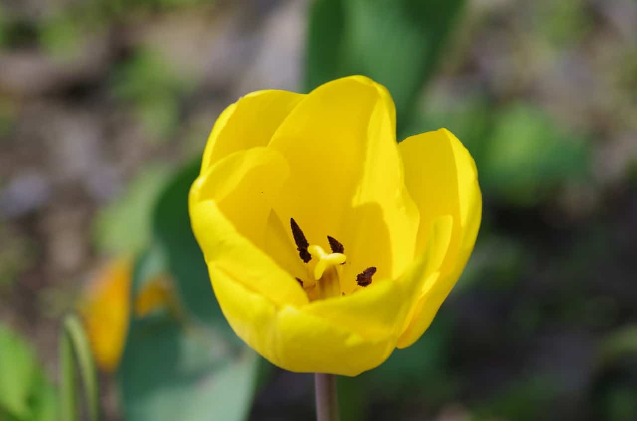 El tulipán es una bulbosa perenne