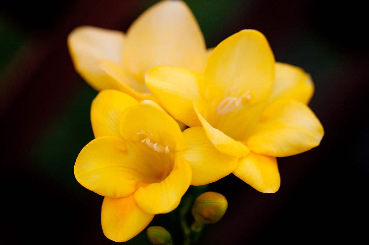 Freesia's zijn zeer aromatische bloemen