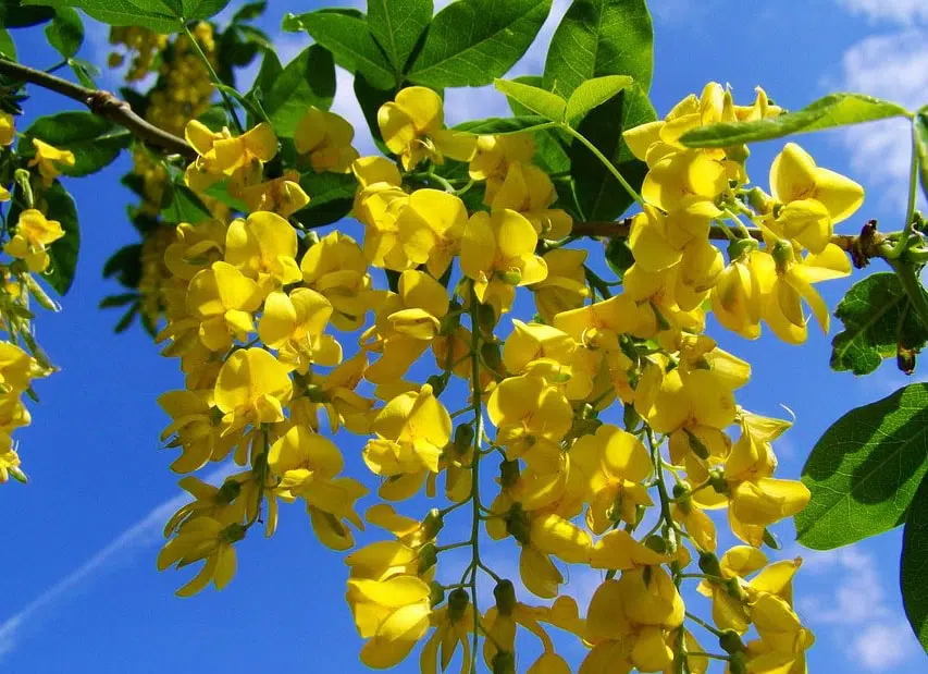 Laburnum