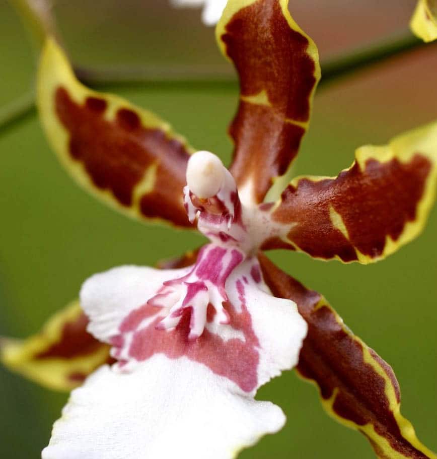 Cambria Tropic Jungle Orchidee 