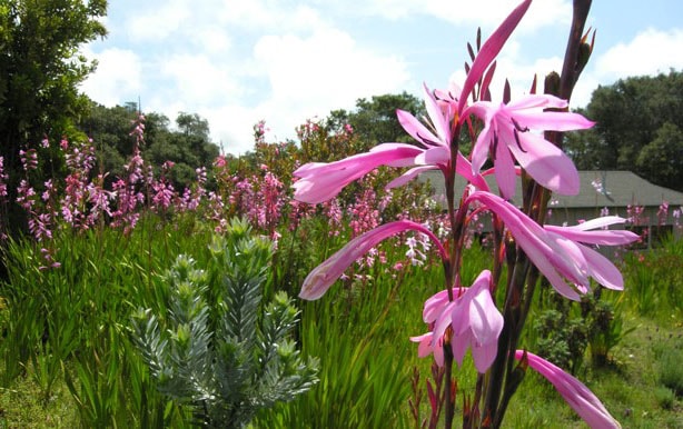 Watsonia
