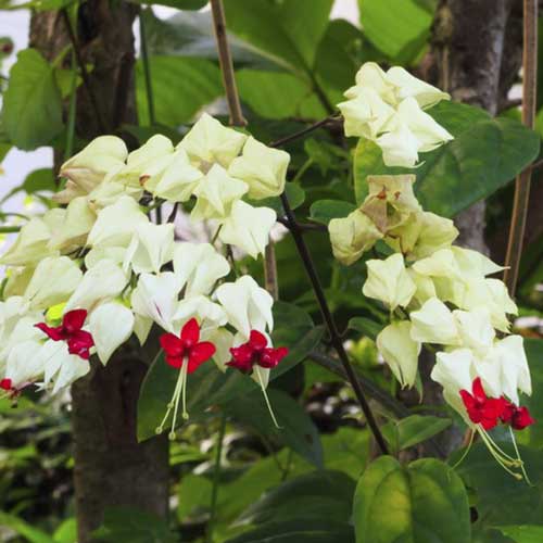 Clerodendrons 