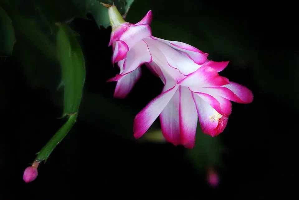 Rhipsalis 