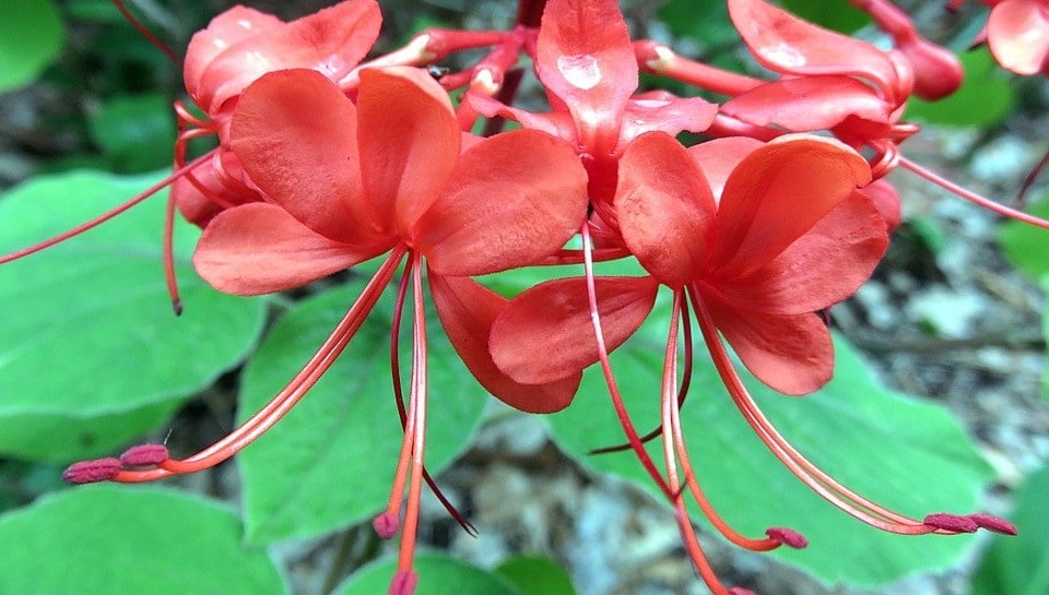 Clerodendron 