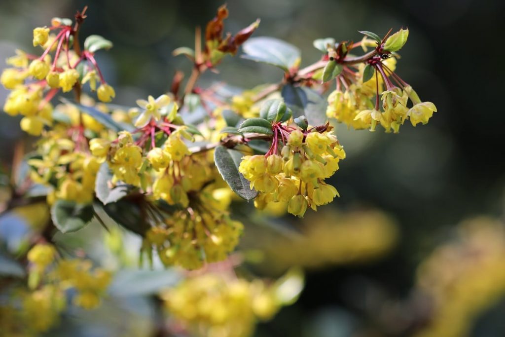 Struiken met gele bloemen - berberis