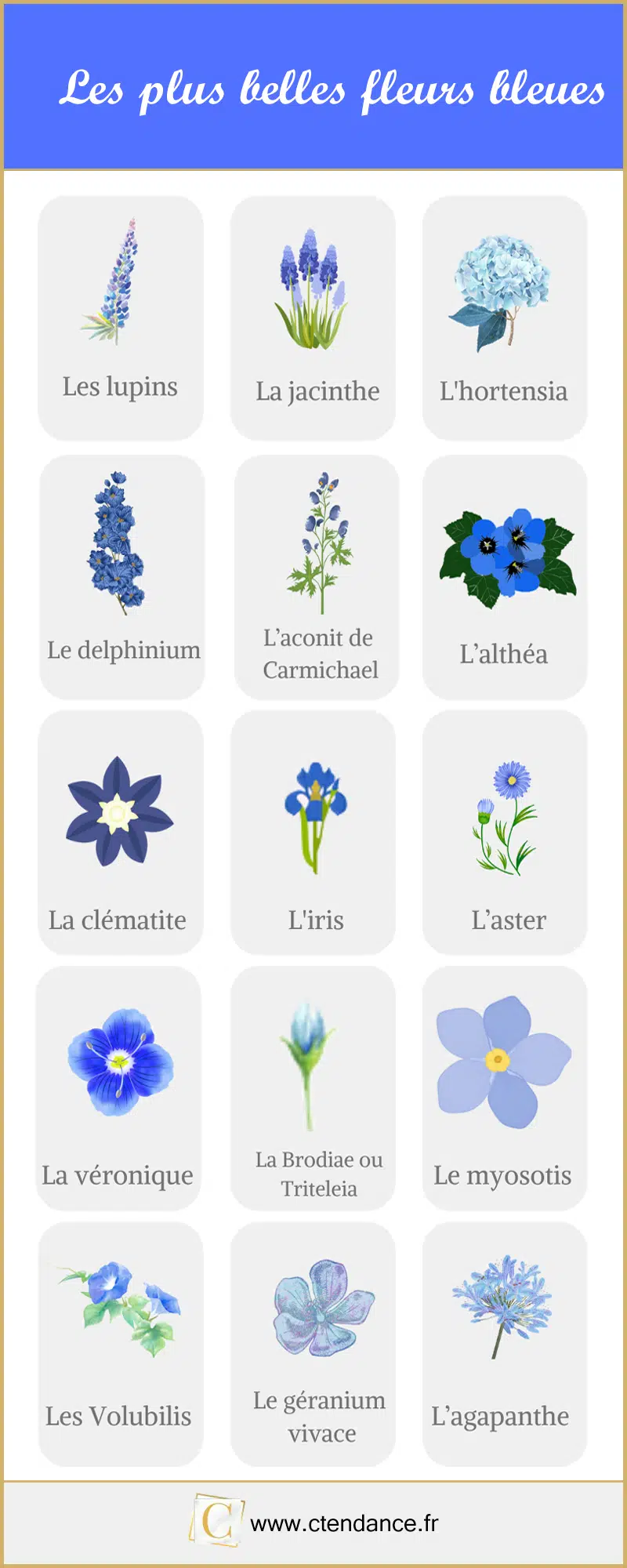 De mooiste blauwe bloemen in beeld