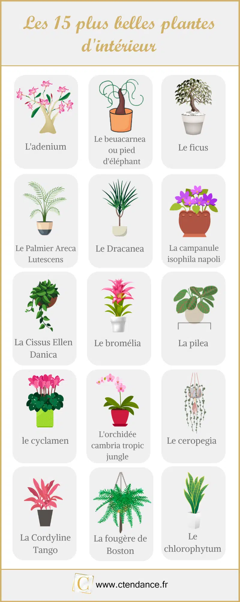 De 15 mooiste kamerplanten in beeld