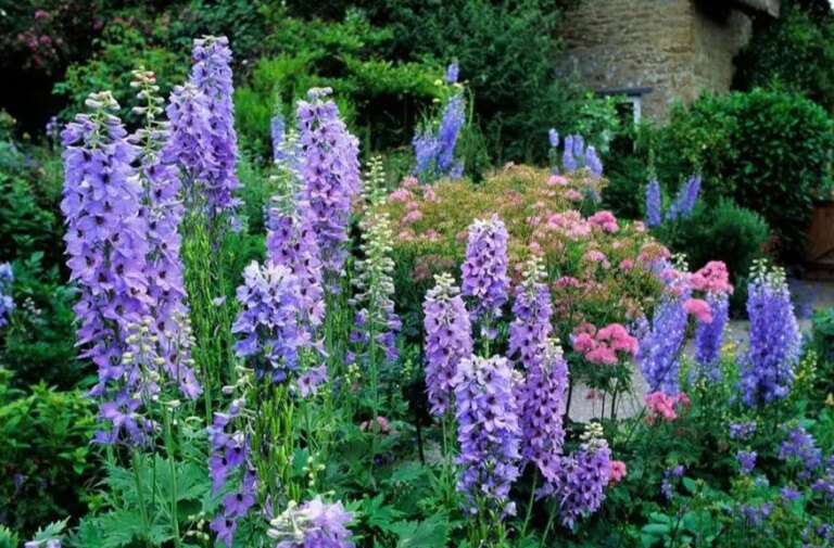Zomerbloem: Dit zijn de 30 mooiste om in je tuin te zetten!