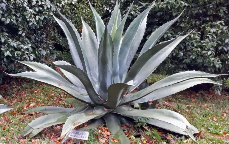 Amerikaanse agave