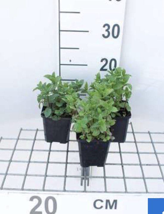 6 x Mentha spicata - Groene munt - pot 9 x 9 cm
