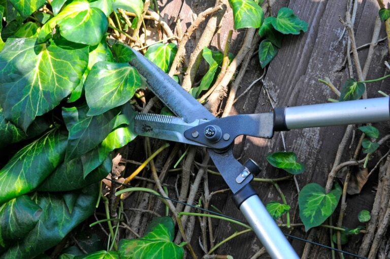 Dit zijn 3 goede alternatieven voor klimop