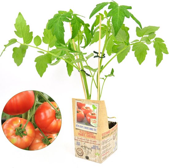 Dubbel geënte vleestomaat - 3 tomatenplanten - zéér hoge opbrengst