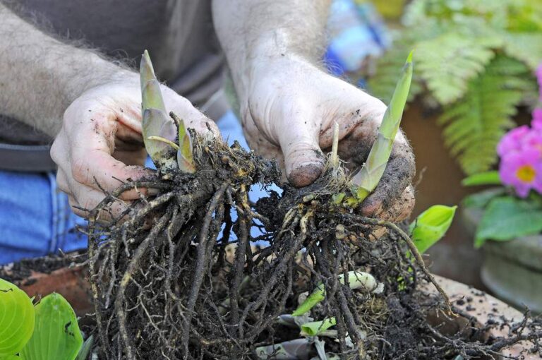 De tuin in april week 17: dit kun je nu doen