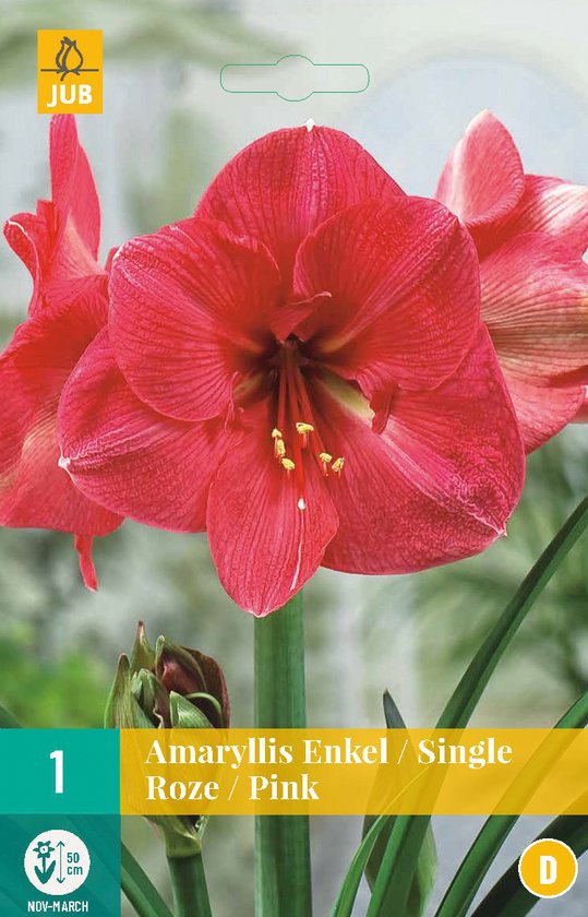 Jub Holland Amaryllis bloembollen - roze - 3x bloembol - bolmaat 24/26