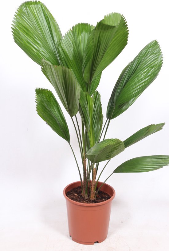 Kamerplant van Botanicly – Licuala grandis – Hoogte: 105 cm