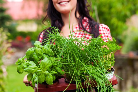 Kruidentuin - 6 soorten kruidenplanten: Maggi, Munt, Citroenmelisse, Curry, Rozemarijn, Tijm - herbs - kruidenplanten - tuinplanten