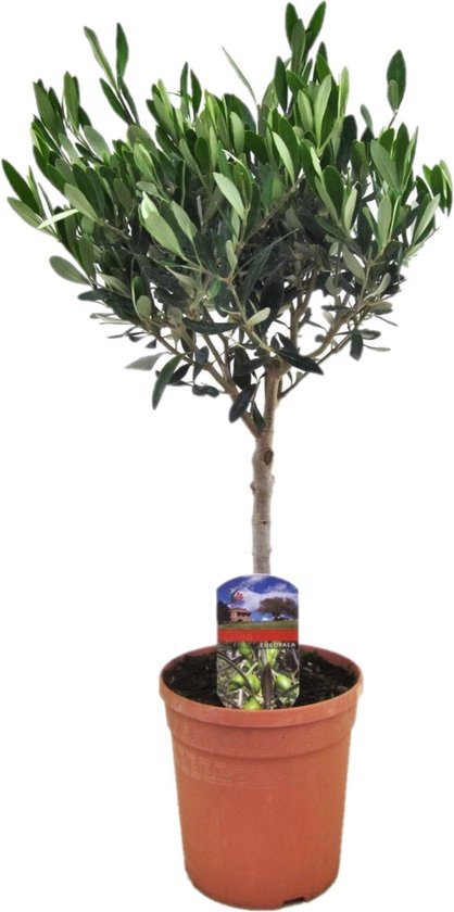 Olijfboom op stam - Olea Europaea - Pot ⌀17 cm -Hoogte 50-60 cm