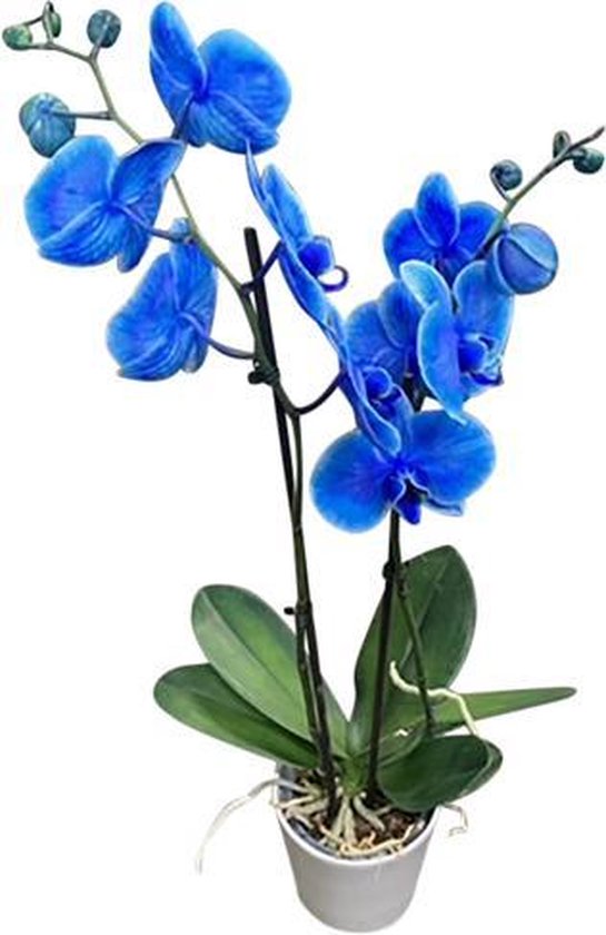 Phalaenopsis orchidee plant blauw in keramiek pot